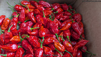 Dorset Naga - Pepper Seeds - White Hot Peppers